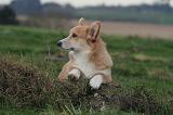 CORGI PEMBROKE 1390